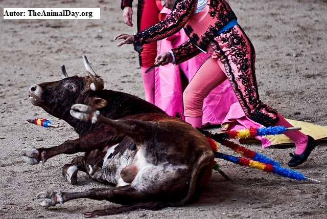 Hasta 70.000 toros mueren cada año en las diferentes fiestas taurinas